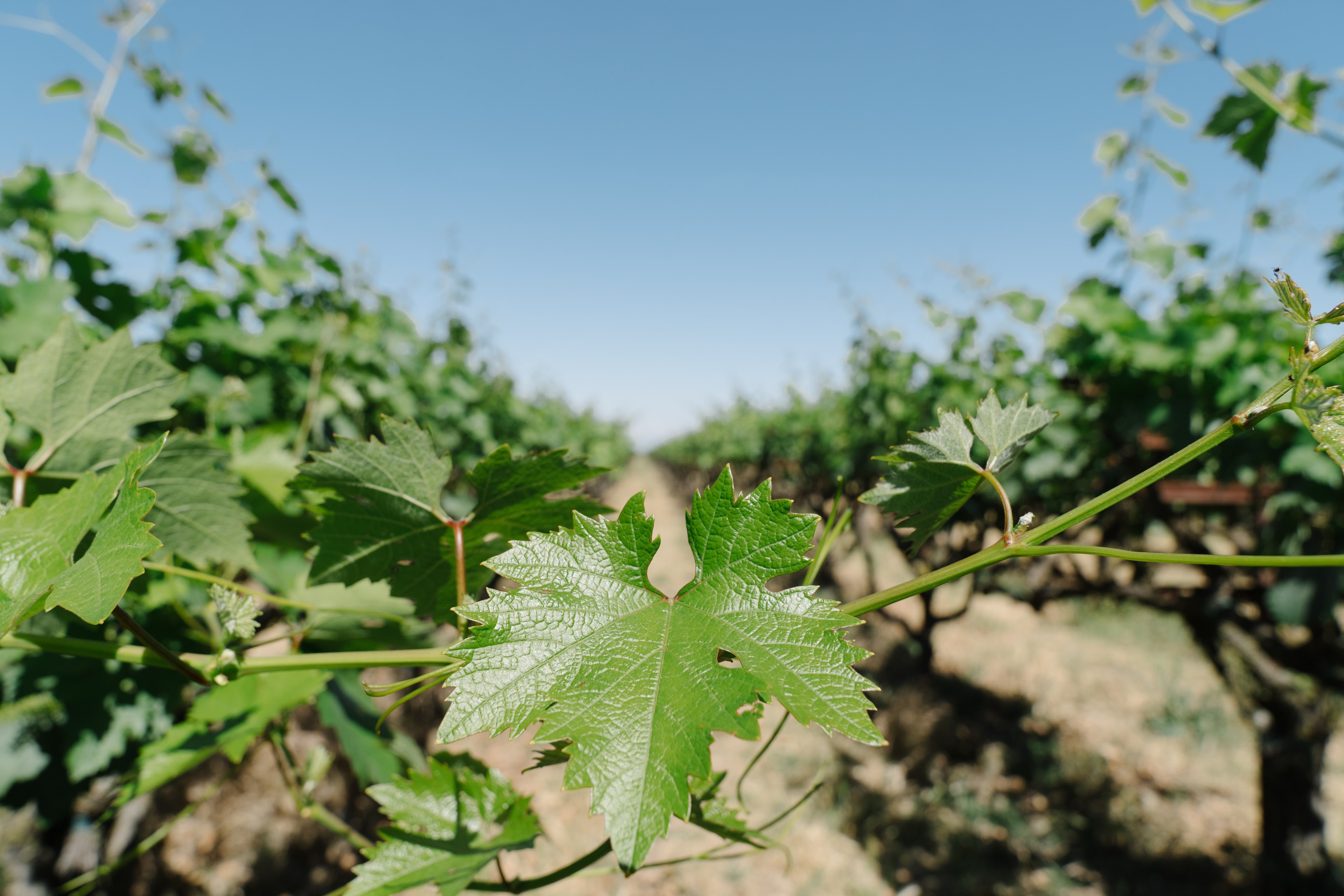 Stonum Winery estate photo