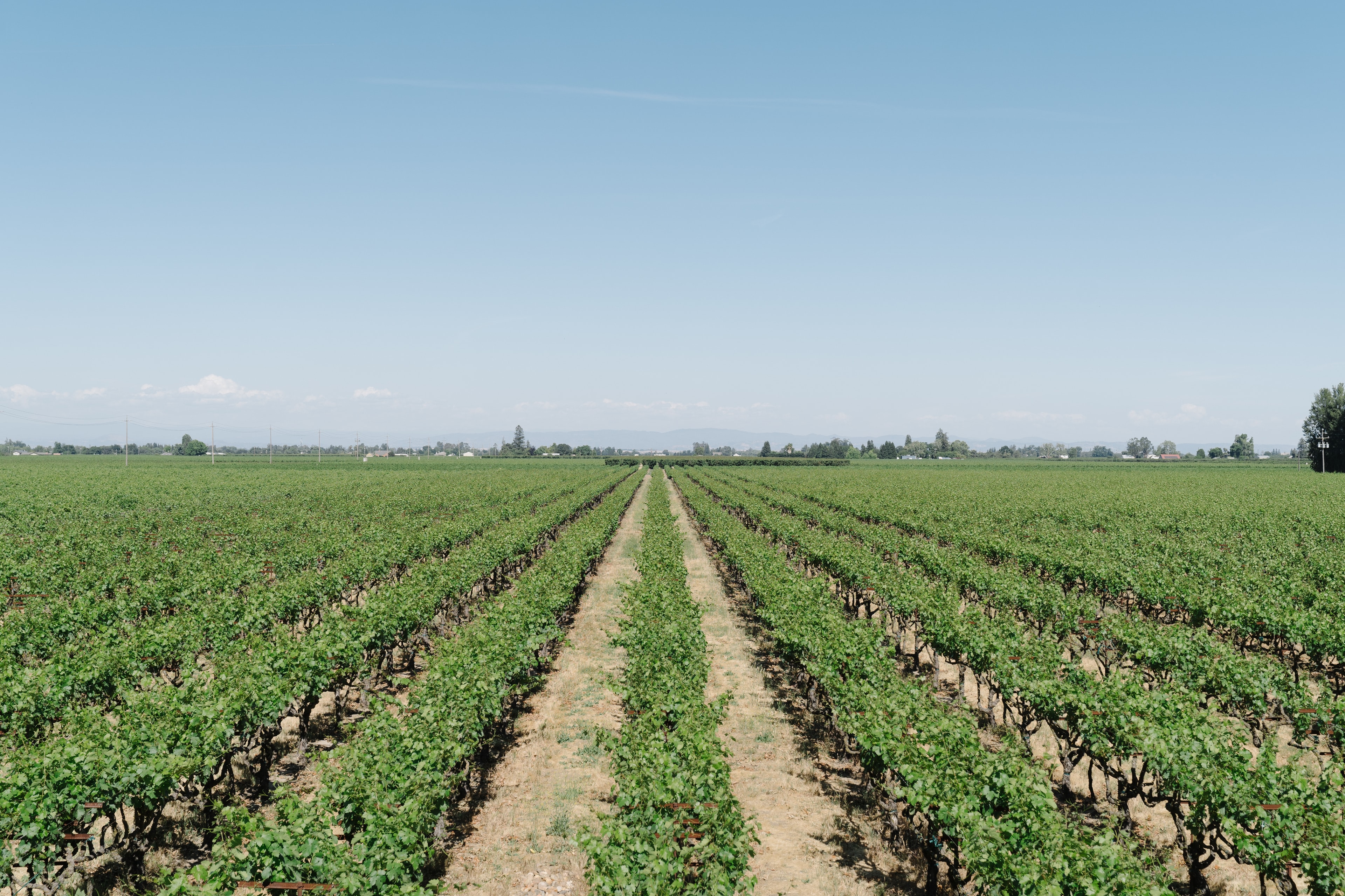 Stonum Winery vineyard rows in Lodi, California